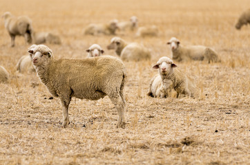 Merino sheep in wheat stubble