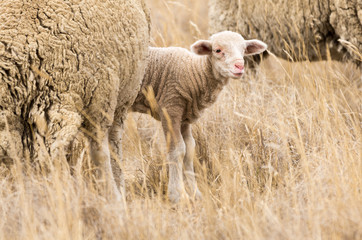 Naklejka premium Merino lamb