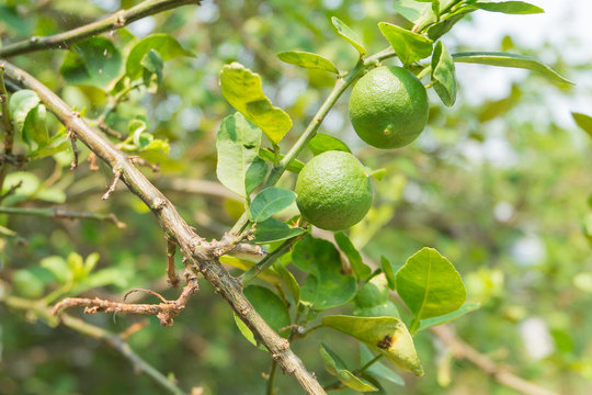 Close-up Green lemons hanging on tree