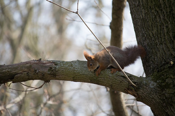 Eichhörnchen im Baum