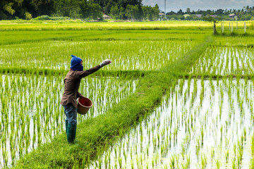 thai farmer working on rice field applying fertilizer
