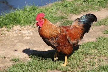 Coq de basse-cour.