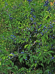 Of the wild sloe berries on the green branches