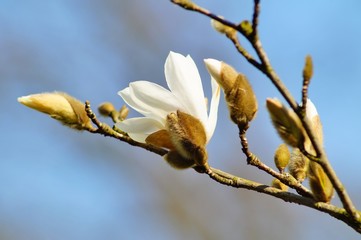 Magnolia flowers against blue sky background