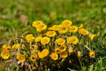 Coltsfoot (Tussilago farfara)