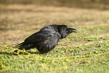 Carrion Crow, Corvus corone