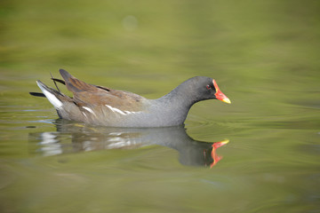 Moorhen, Gallinula Chloropus