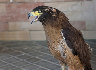 Laggar Falcon