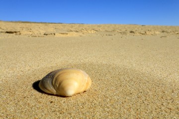 Coquillage et sable, plage