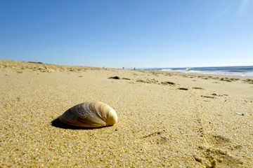 Fototapeta na wymiar Coquillage et sable, plage