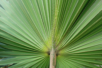dessous de feuille