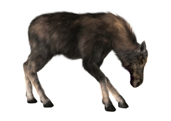 Female Moose