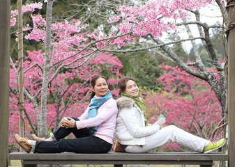 Chinese woman sit and enjoy in Cherry blossom garden