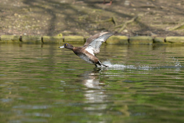 Tufted Duck, Aythya fuligula