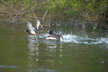 Tufted Duck, Aythya fuligula