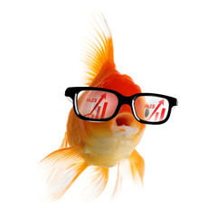 Smart Gold fish