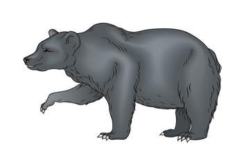 Bear vector