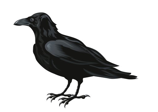 Raven vector