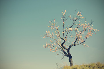 a solitary almond blossom
