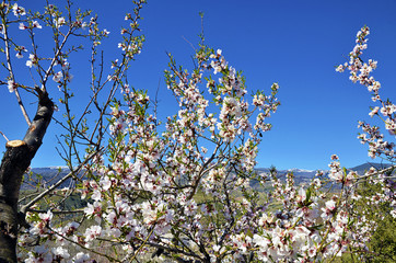 almond blossoms
