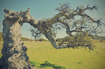 old cork oak