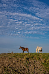 chevaux dans les marais