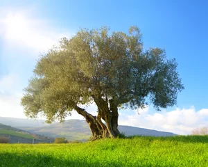 Türaufkleber Olivenbaum Albero di ulivo