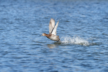 Common Pochard, Pochard, Aythya ferina