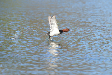 Common Pochard, Pochard, Aythya ferina
