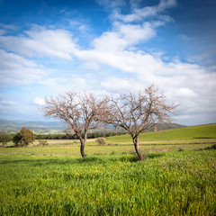 Fototapeta na wymiar Sardegna, paesaggio di campagna in primavera