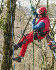 Seilklettertechnik bei der Baumpflege