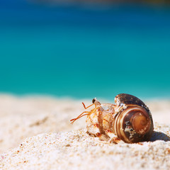 Hermit crab at beach