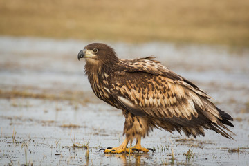White-tailed eagle on ice
