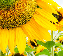 Sunflower :)