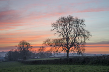 Fototapeta na wymiar Tree silhouette at sunset in cornish fields, Cornwall, UK