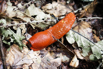 Red slug Arion rufus