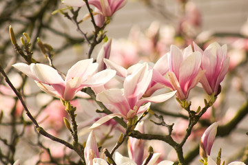 zarte Magnolienblüten