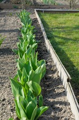 Obraz premium Pierwsze tulipany