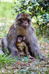 female Barbary Ape, Macaca sylvanus, with  babys,Morocco