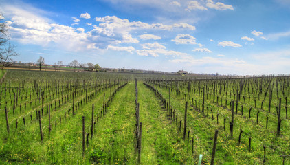 Fototapeta na wymiar vineyard in Venetian country