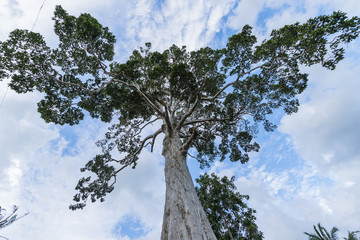 Rubber Tree in Baan Tai, Koh Phangan, Thailand