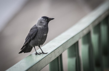 A daw is sitting in a balustrade