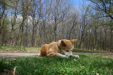 Akita Inu puppy