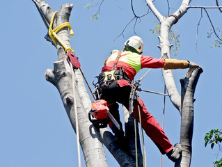 Woodcutter