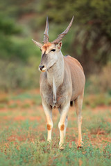 Eland antelope in natural habitat