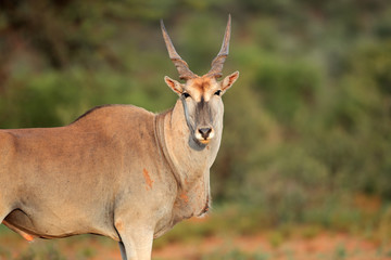 Naklejka na ściany i meble Eland antelope in natural habitat