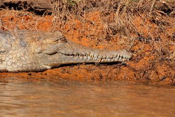 Freshwater crocodile, Kakadu National Park