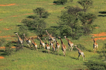 Naklejka premium Aerial view of a herd of giraffes