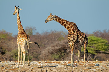 Giraffes in natural habitat, Etosha National Park