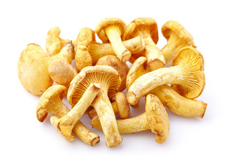 Chanterelle mushrooms